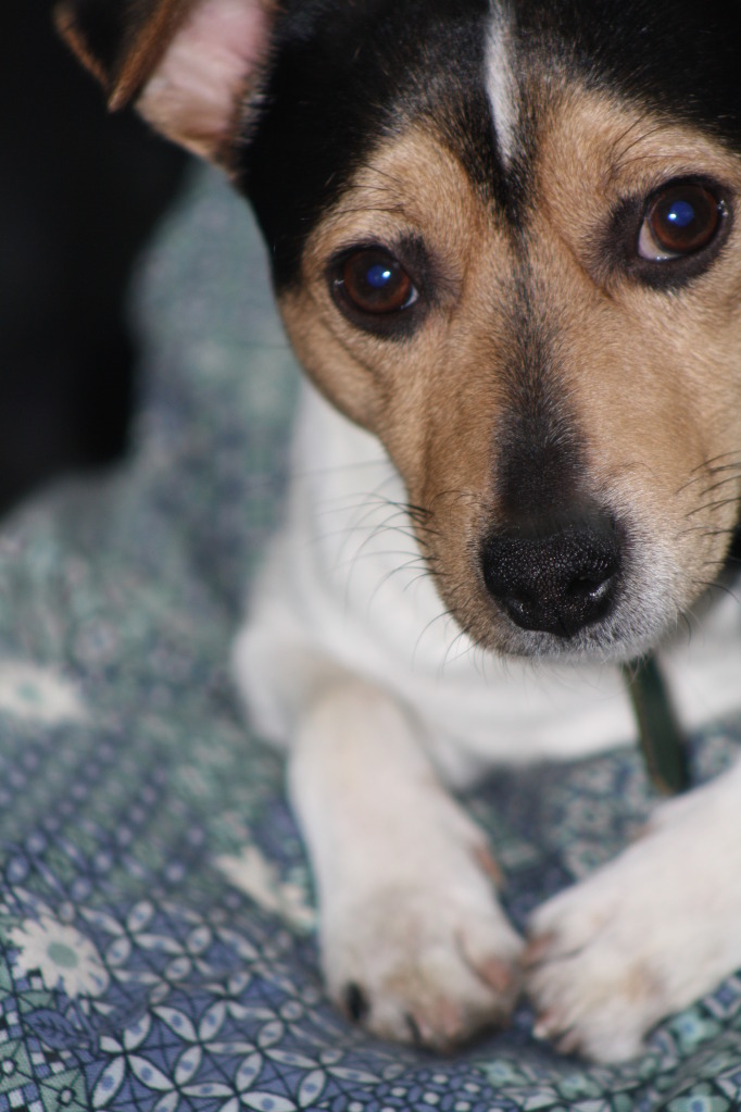 headshot of Eddy in his early years, jack-russel and fox mix