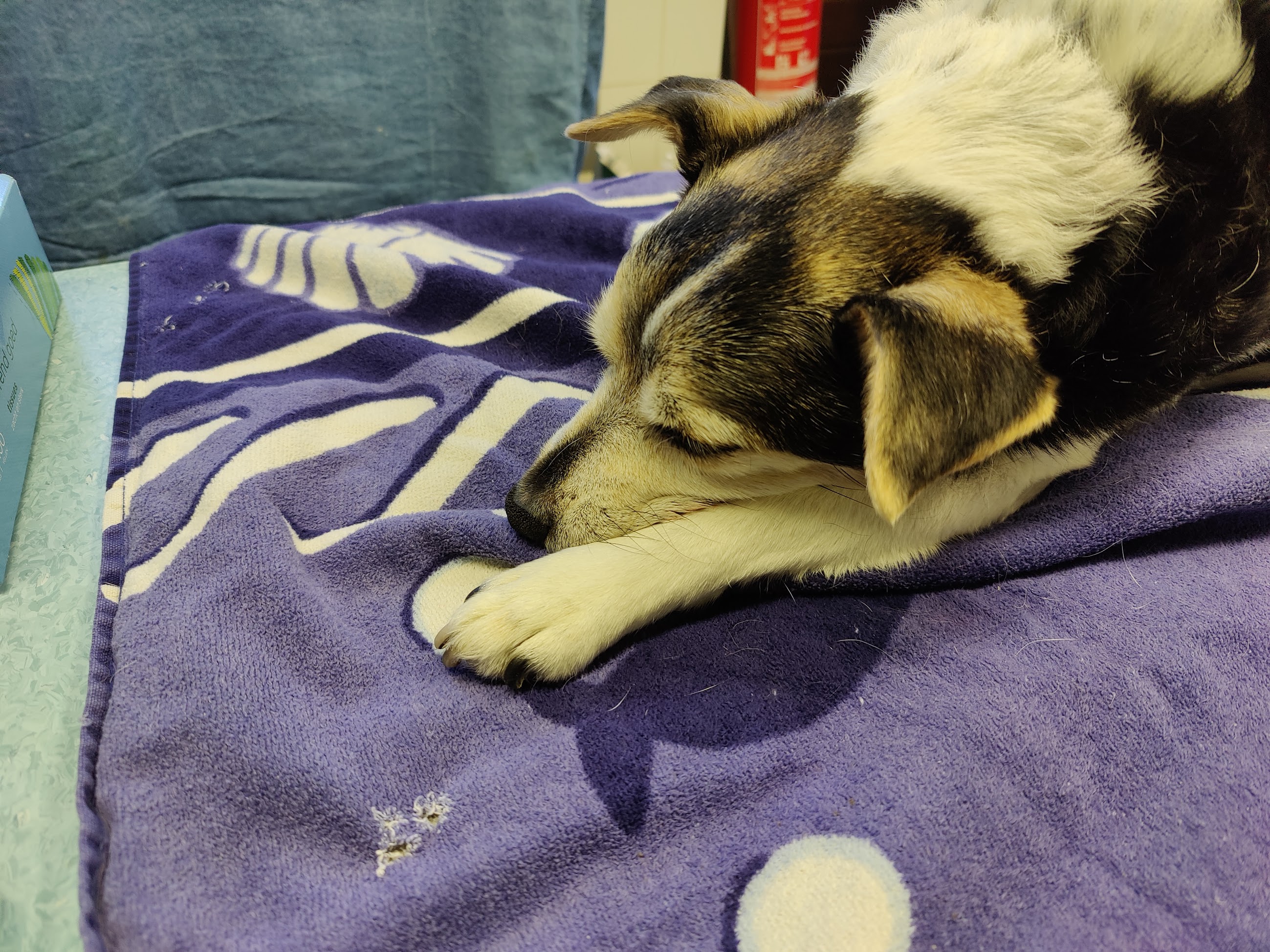Eddy peacefully "sleeping" post mortem Eddy lying on a blue towel at the veterinarian after receiving the lethal injection. He looks peaceful